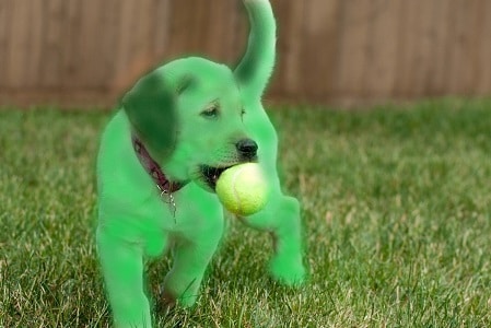 green dog