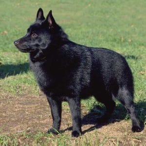 what happened to the schipperke at westminster
